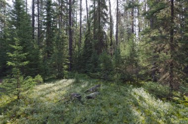 Obatanga Parkı 'ndaki güneşli orman