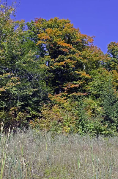 Krásná Podzimní Lesní Scéna Živými Barvami Gatineau Park Quebec — Stock fotografie