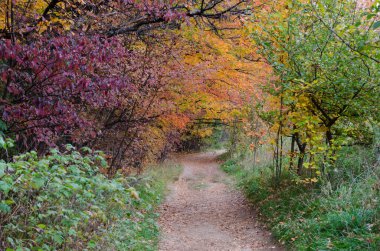 Sonbahar, parktaki renkli ağaçlardır. Ontario, Kanada