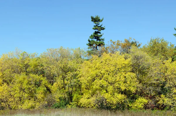 秋天公园里五彩缤纷的树木 加拿大安大略省 — 图库照片