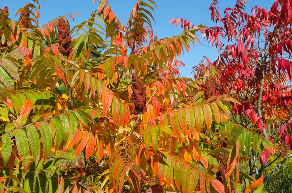 Sonbahar Parktaki Renkli Ağaçlardır Ontario Kanada — Stok fotoğraf