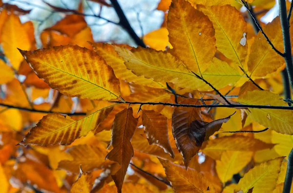 Los Árboles Coloridos Del Otoño Parque Ontario Canadá — Foto de Stock