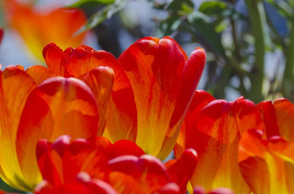 Närbild Röd Rosa Tulpan Mörk Bakgrund — Stockfoto