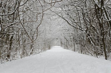 Kış zamanı orman yolunda karla kaplı ağaçlar.
