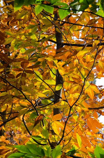Los Árboles Coloridos Del Otoño Parque Ontario Canadá —  Fotos de Stock