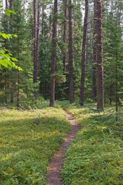 Obatanga Parkı 'ndaki güneşli ormanda yol