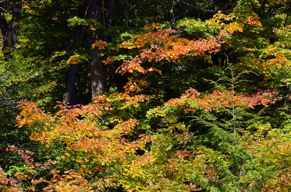 Höstfärger Nära Ottawa Älvdal Solig Dag — Stockfoto