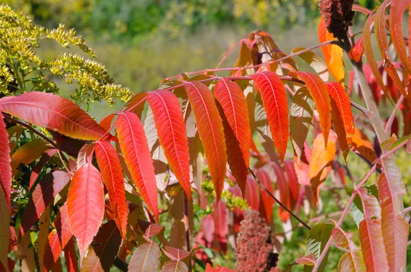 Sonbahar Parktaki Renkli Ağaçlardır Ontario Kanada — Stok fotoğraf