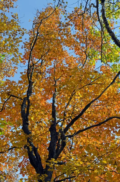 Beautiful Fall Forest Scene Vibrant Colors Mono Cliffs Provincial Park — Stock Photo, Image