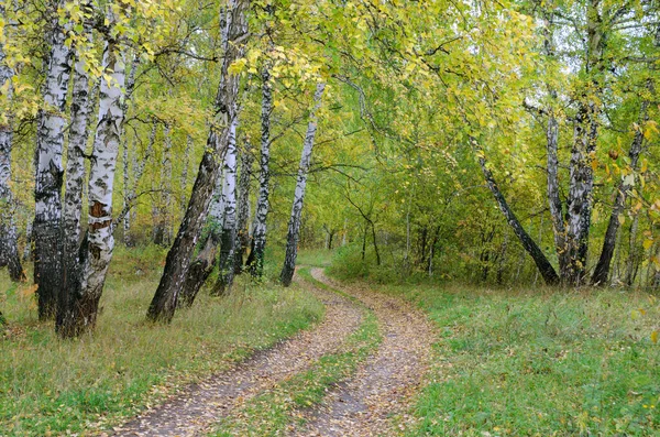 Path Autumn Birch Forest Overcast Day — Stock Photo, Image