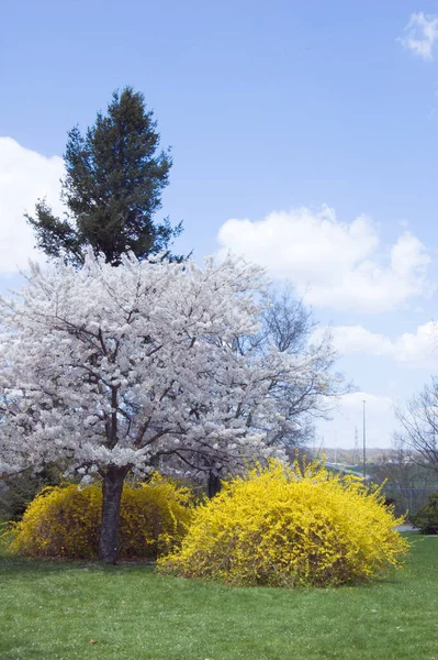 Blüten Krabbenbaum Park — Stockfoto