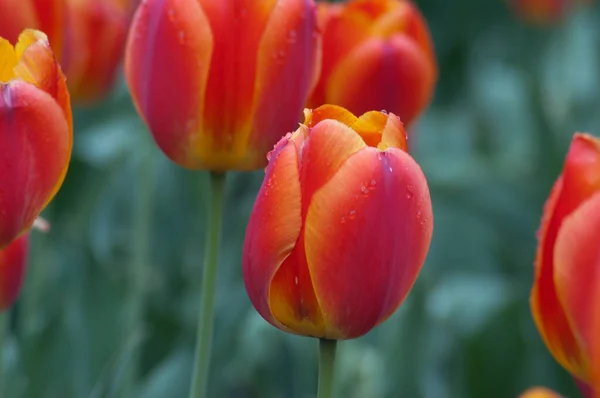 Nahaufnahme Einer Rosa Tulpe Auf Einem Blumenbeet Gordon Cooper — Stockfoto