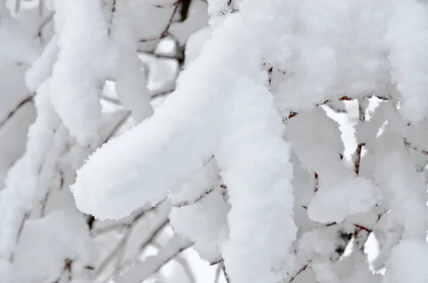 冬の日は雪に覆われた木々 — ストック写真