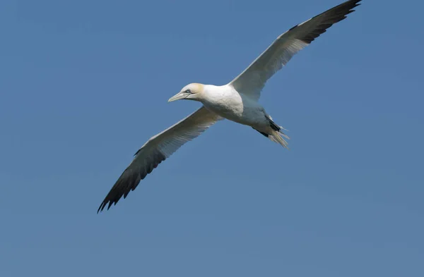 Északi Gannet Repül Alatt — Stock Fotó