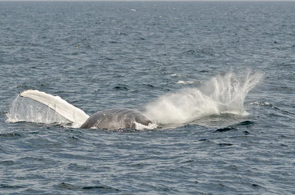 Pływanie Humbak Wieloryb Słoneczny Dzień — Zdjęcie stockowe