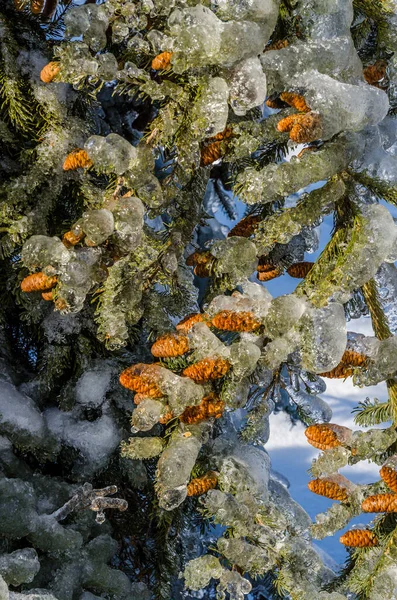 Buz Kaplı Ağaç Dalları Dondurucu Bir Yağmur Fırtınasından Sonra — Stok fotoğraf
