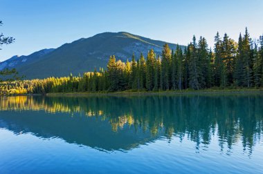 Orman ve dağ yansıma