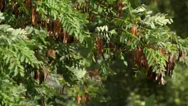 Filialer av akacia med frön som svajar i vinden — Stockvideo