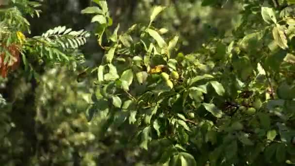 Walnoot takken zwaaien in de wind — Stockvideo