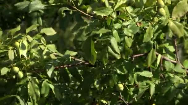 branches de noyer balancent dans le vent 