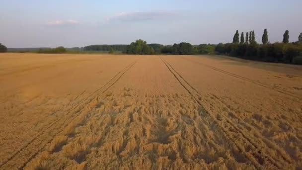 Vuelo sobre campo de trigo pisoteado — Vídeos de Stock