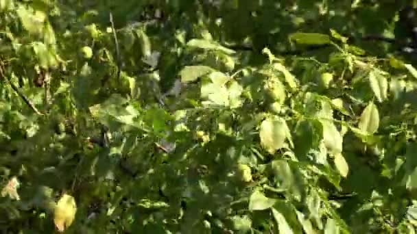 branches de noyer balancent dans le vent 
