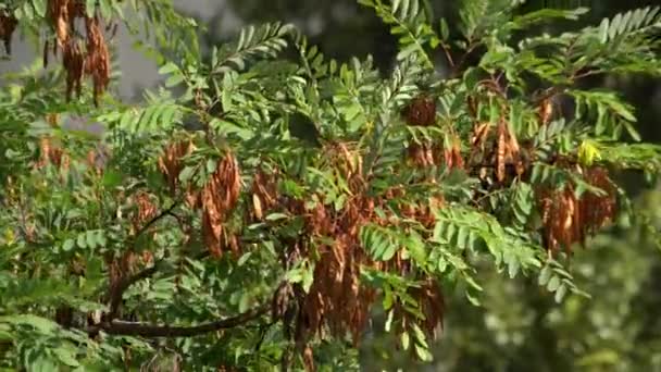 Ramas de acacia con semillas balanceándose en el viento — Vídeo de stock