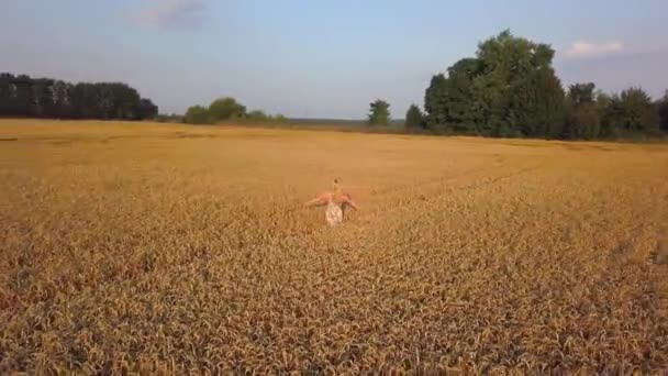 Beauty girl running on yellow wheat field. Freedom concept. Happy woman outdoors. Harvest. Aerial flight over the wheat field in sunset. Aerial shot — Stock Video