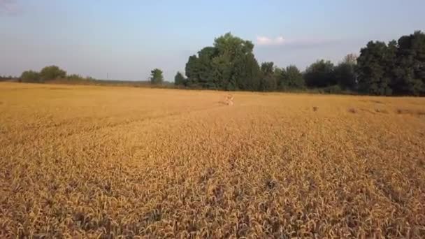 黄色の小麦畑を走る美女。自由の概念。屋外で幸せな女性。収穫だ。日没の小麦のフィールド上の航空便。空中射撃 — ストック動画