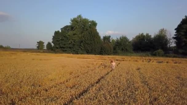 Chica bella corriendo en el campo de trigo amarillo. Concepto de libertad. Mujer feliz al aire libre. Cosecha. Vuelo aéreo sobre el campo de trigo al atardecer. Disparo aéreo — Vídeo de stock