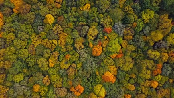 Top giù legno autunno. Sfondo naturale. Vista aerea dall'alto della foresta autunnale con alberi colorati. Autunno foresta aerea drone vista dall'alto. Alberi con fogliame giallo brillante. Foresta decidua in autunno. — Video Stock