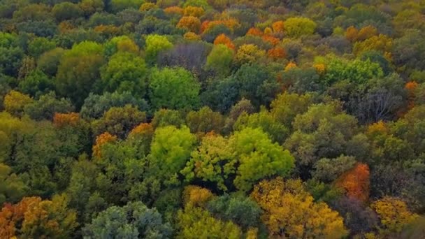 Hout van boven naar beneden. Natuur achtergrond. Bovenaanzicht vanuit de lucht op het herfstbos met kleurrijke bomen. Herfst bos lucht drone bovenaanzicht. Bomen met fel geel blad. Bladverliezend bos in de herfst. — Stockvideo