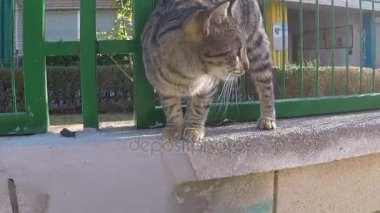 A yolunu yitirmek kedi