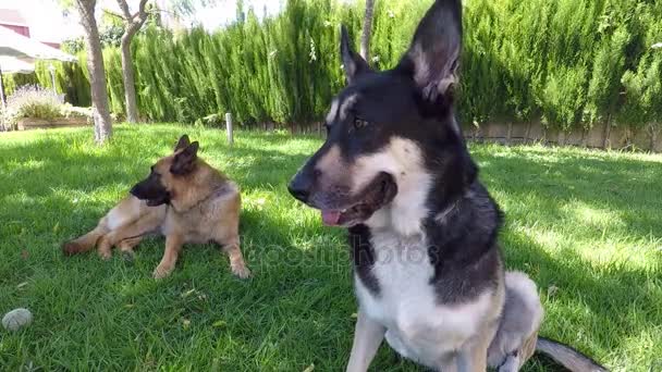 Dois cães descansando no quintal — Vídeo de Stock