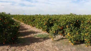 Valencia, İspanya - 20 Aralık 2017: Bir portakal bahçesi Valencia. İspanya en portakal üreten Valencia, o kadar ki bölge adı 
