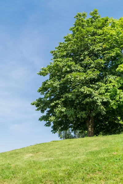 Buckeye tree in august — Stock Photo, Image