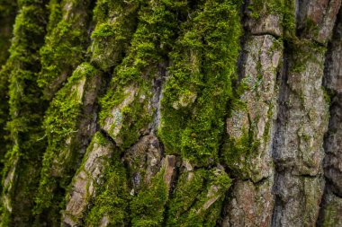 Moos kaplanmış çam kabuğu makro