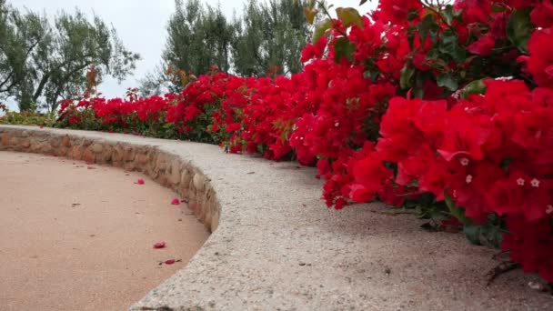 Kwiaty w rzędzie wzdłuż parapetu z kamienia — Wideo stockowe