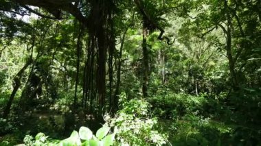 Yavaş tropik orman görünümünü kaydırma