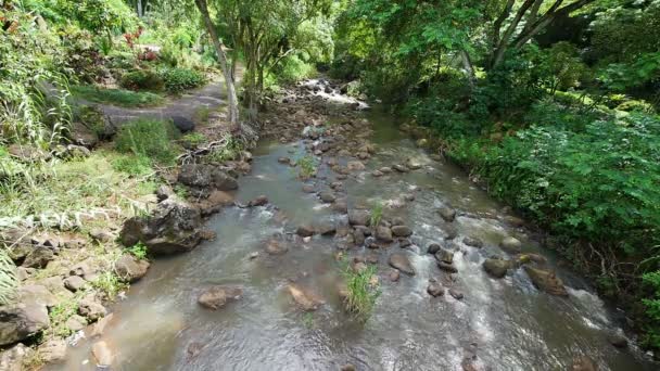 Дивлячись вниз потоку в тропічному лісі — стокове відео