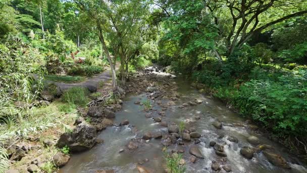 Olhando para baixo fluxo na selva tropical — Vídeo de Stock