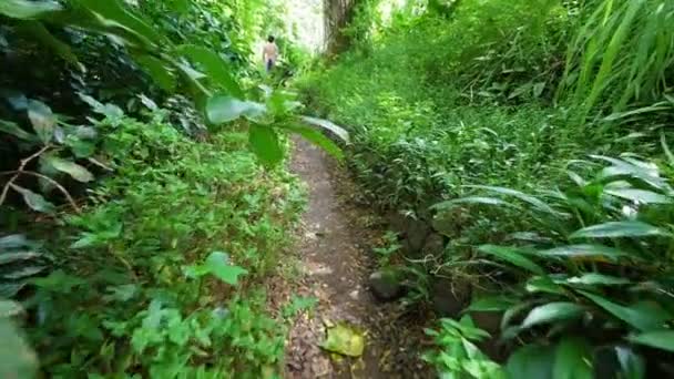 Subiendo a rastras en caminante en el bosque — Vídeos de Stock