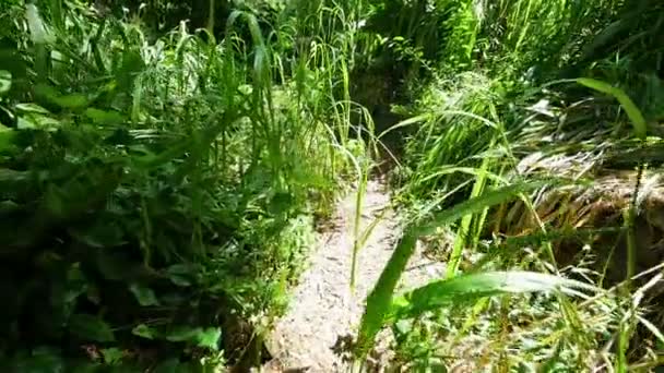 Traquer les randonneurs sans méfiance dans la forêt 