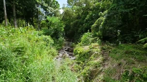 Spowolnienie ruchu strumienia w Tropical Forest — Wideo stockowe