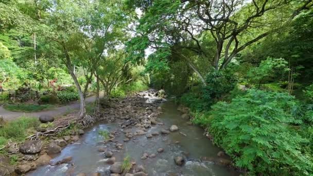 Wide View of Stream in Tropical Jungle — Stok Video
