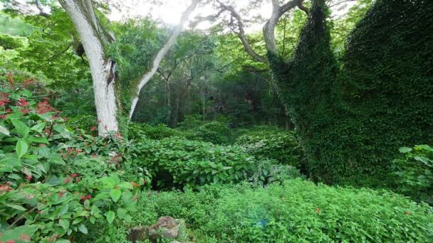 Tranquillo lussureggiante foresta tropicale scena — Video Stock