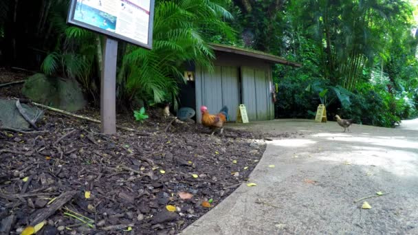 公鸡和鸡寻找食物 — 图库视频影像