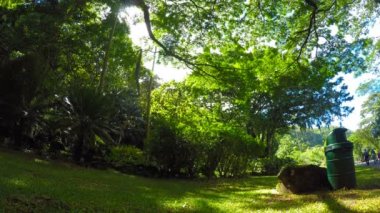 Waimea Park'ta tropikal ağaçlar altında