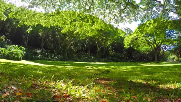 Zone herbeuse paisible sous les arbres tropicaux — Video