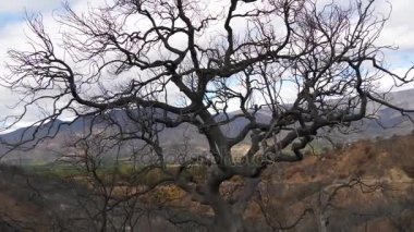 California yangın kömürleşmiş ağacının ateş kaydırma / California Ojai vadisinde Thomas yangında yanmış ağaçtan görüntüsünü kaydırma. 